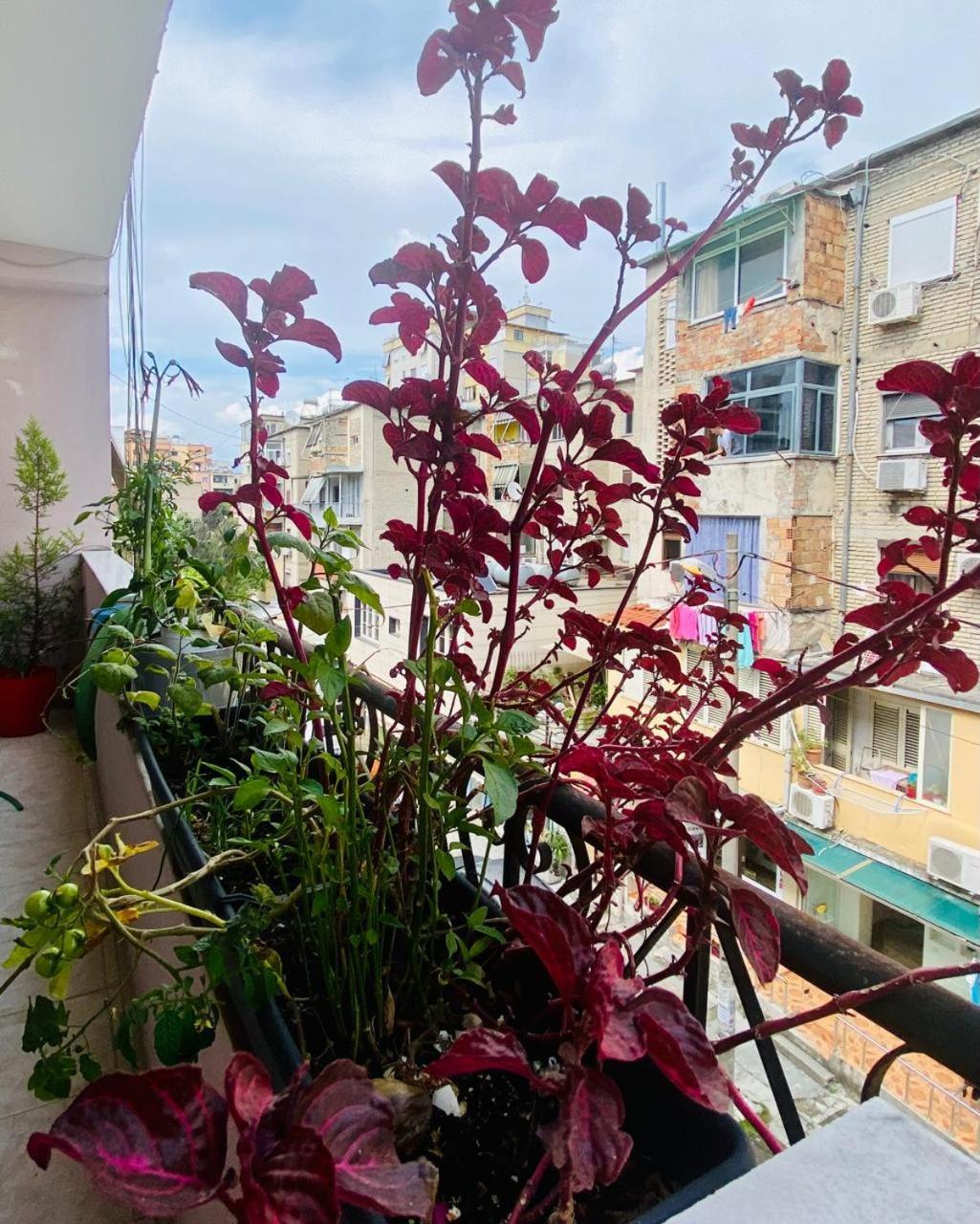 Apartment Τίρανα Εξωτερικό φωτογραφία